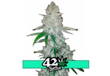 Glue Auto (predtým Gorilla Glue Auto) - samonakvétacie semienka Fast Buds 5ks