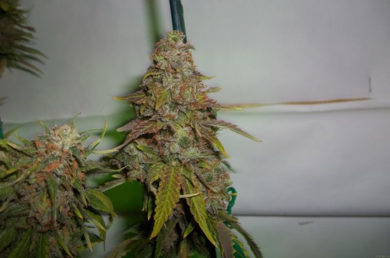 Pineapple Chunk – feminizovaná semínka 3 ks Barney's Farm