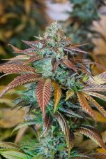 Lemon Kush Headband - feminizovaná semínka 5ks Humboldt