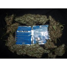 Mr. Nice Seeds Pink Floyd Regular Seeds, 18 pcs