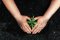 How to Grow Autoflowering Seeds - Complete Week-by-Week Guide