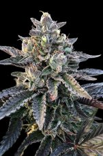 Gelato Sorbet - feminisierte Samen 6 Stück DNA Genetics