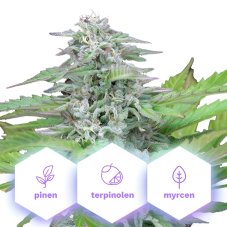 Critical - feminizovaná semena konopí, 10 ks, Cannapio