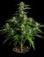 Medusa F1 - autoflowering marijuana seeds 3pcs, Royal Queen Seeds