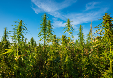 Cannabisanbau im Freien: Wie geht das?