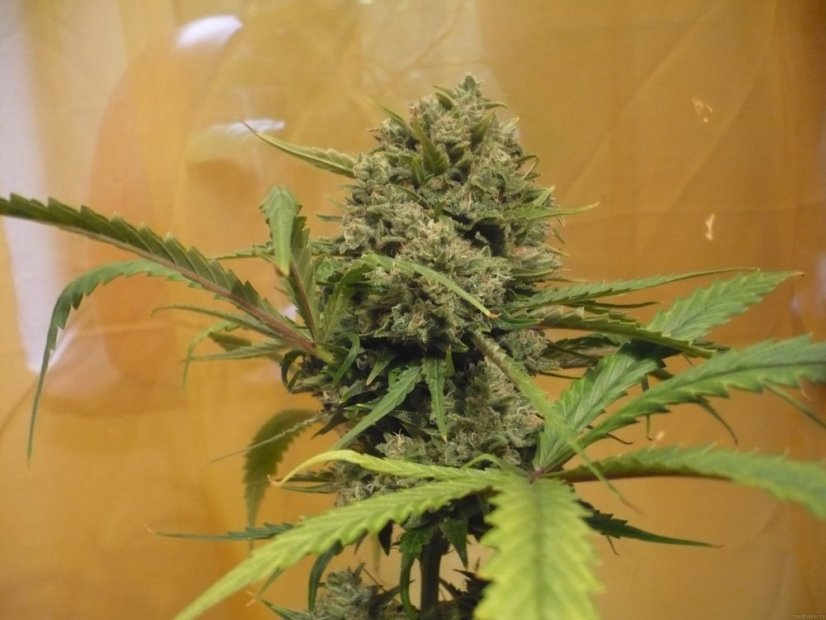 Northern Lights Automatic - feminizované a autoflowering semienka 3ks Sensi Seeds