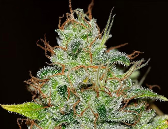 Bruce Banger - feminizirane sjemenke konoplje 10 kom, Seedsman