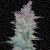 Vertigo - semi femminizzati e autofiorenti 3pcs Paradise Seeds