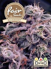 Auto Blueberry - samonakvitacie semená 10 ks Fair Seeds