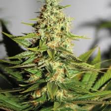 Acapulco Gold - nasiona feminizowane 5szt Barney's Farms