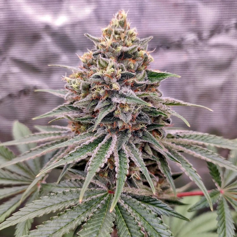 Blue Zushi - feminizované semená, 10 ks, Dutch Passion