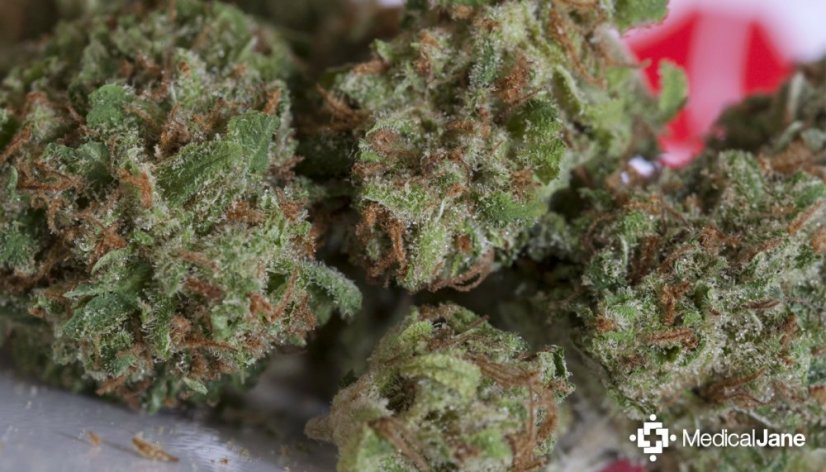 Strawberry Cough - 3 Passes Feminisierte Samen von Dutch Passion