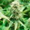 Best Low-THC Hemp Varieties 2019 (+ with Higher CBD)