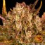 Dos Si Dos Auto - Autoflowering Marihuana Samen 10 Stück Barney's Farm