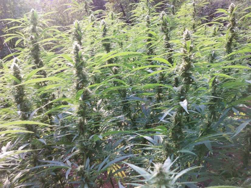 Guerrilla's Gusto - semínka 10 ks standardizovaná Sensi Seeds