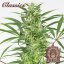 Buddha Autoflowering Amnesia, 3 ks, Buddha Seeds