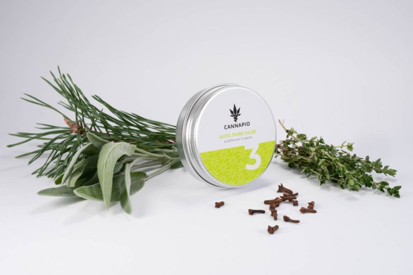Auto Pure Haze - selbstblühende Samen 3 Stück Cannapio