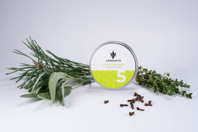 Auto Pure Haze - 5 ks samonakvétací semínka Cannapio