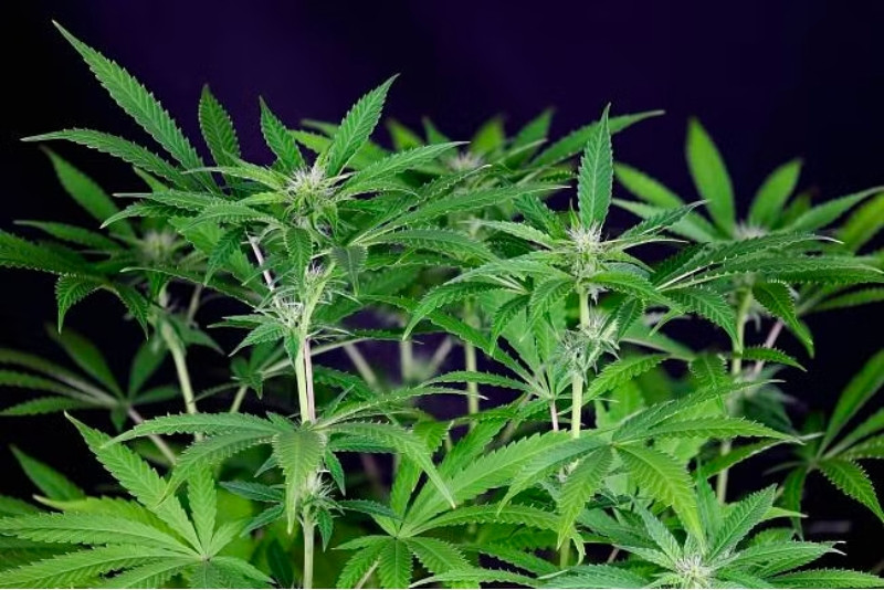 Peyote Forum - feminisierte Hanfsamen 10 Stück, Seedsman