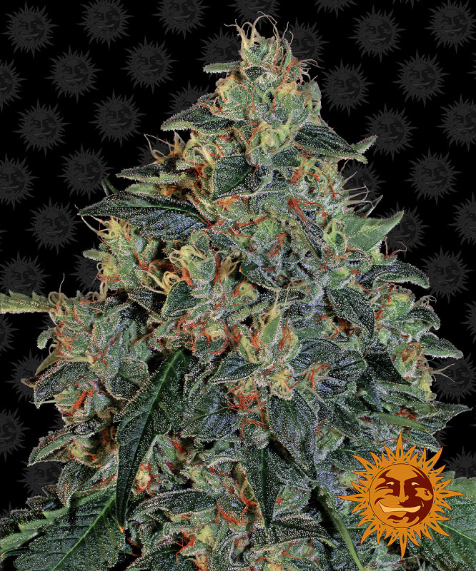 Blueberry OG - feminizované semena marihuany 10 ks Barney´s Farm