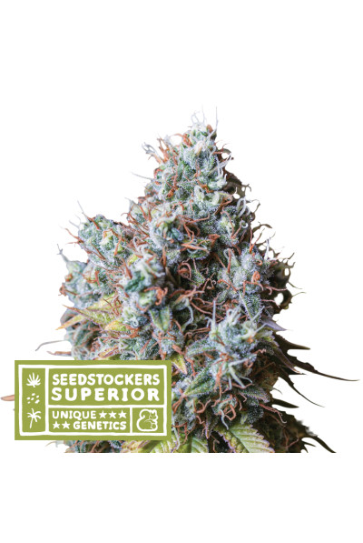 Rucu Cucu OG - feminizirane sjemenke konoplje 25 kom, Seedstockers Superior