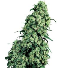 Skunk Nr.1 - feminisierte Samen 10 Stück Sensi Seeds