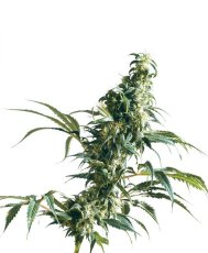 Mexican Sativa - reguläre Samen 10 Stück Sensi Seeds