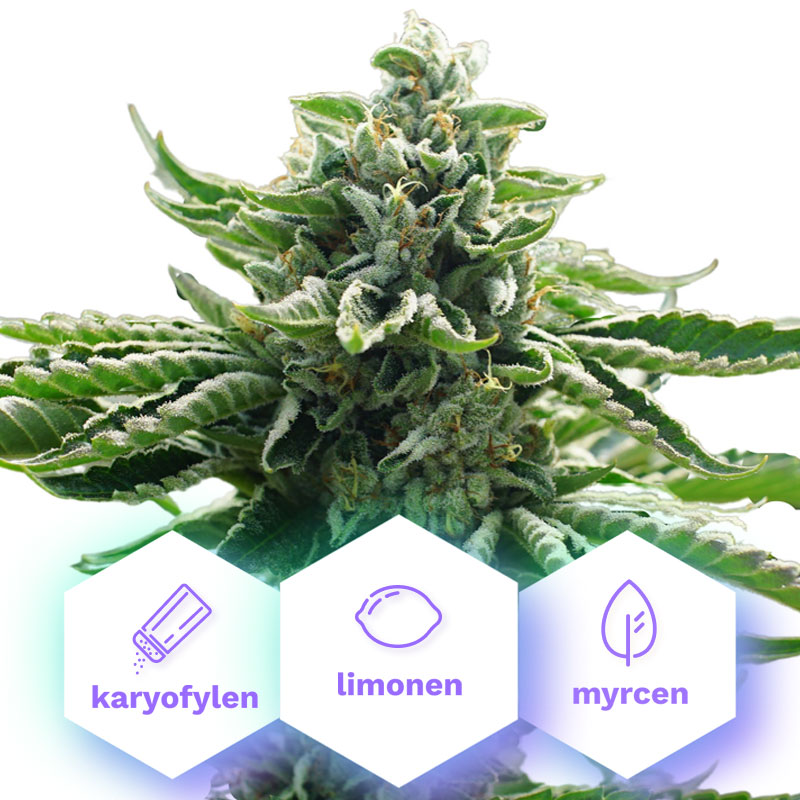 Gorilla Glue - gefeminiseerde zaden 5 st Cannapio