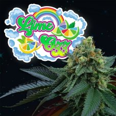 Perfect Tree Seeds Lime Ozz feminizowane nasiona