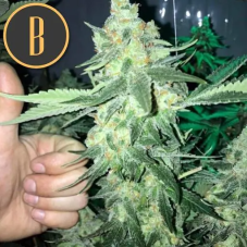 BlimBurn Seeds Orka feminisierte Samen