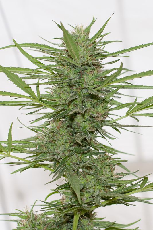 Dr Greenthumbs Dedoverde Haze Auto - fem. a samonakvétací semienka 3ks Humboldt