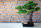 Growing Hemp Bonsai: How to Do It?