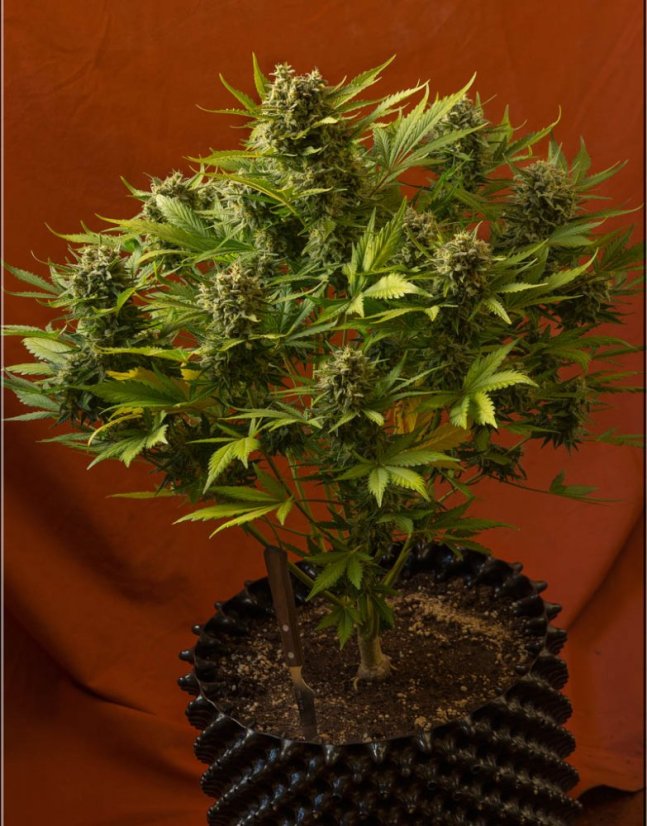 Sweet Trainwreck Auto - feminizovaná a samonakvétací semínka 5ks Sweet Seeds