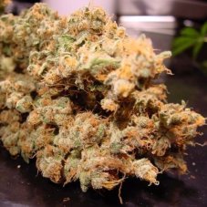 Dutch Dragon - 10 Feminized Seeds of Paradise Seeds