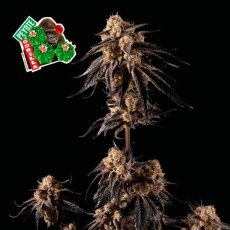 Peyote Gorilla Feminizowane Nasiona - 1