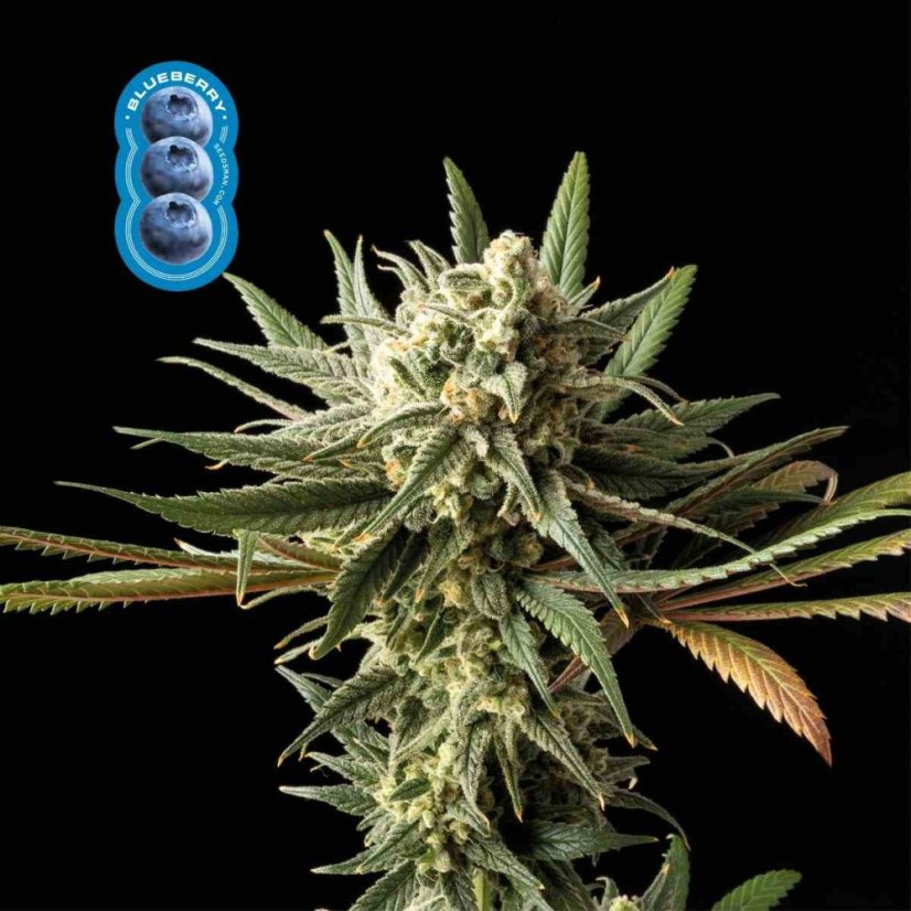 Blueberry Feminizovaná Semínka - 10