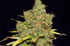 C99 x Blueberry Fast - nasiona feminizowane 5 szt Seedsman