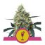 Mimosa - feminized seeds 3 pcs, Royal Queen Seeds