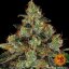 Shiskaberry - feminized marijuana seeds 3 pcs Barney´s Farm