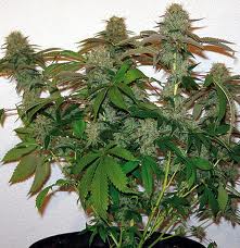 8 Ball Kush – feminizované semienka 10 ks Barney Farms