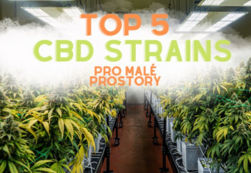 Top CBD strains pre malé priestory