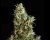 High Level – 3ks feminizovaná semínka Eva Seeds