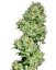 Utopia Haze - feminisierte Samen 10 Stück Barney's Farm