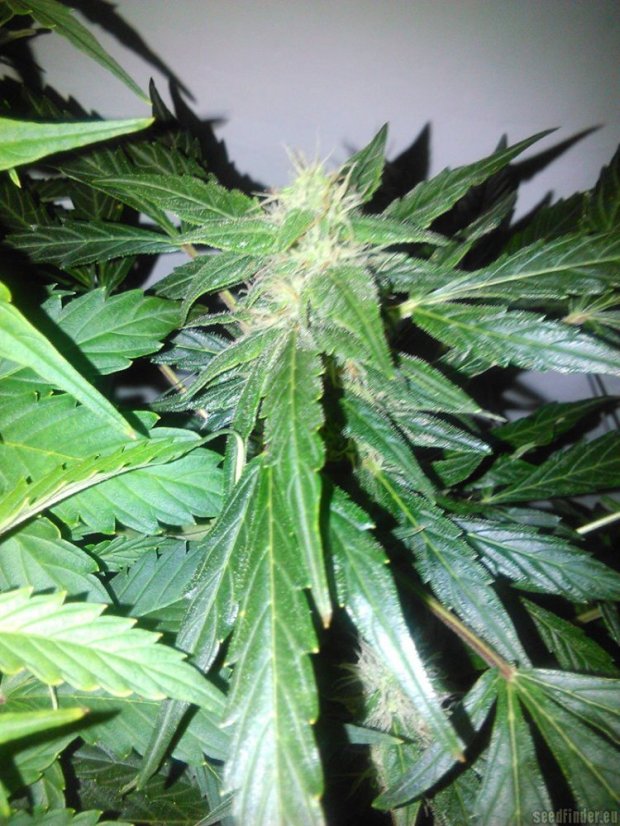 Vertigo - feminizované a autoflowering semienka 10ks Paradise Seeds