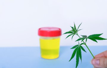 Wie man THC aus Blut und Urin entfernt: Effektiver Detox von Cannabis