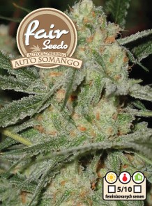 Auto Somango - 10ks autoflowering semienka Fair Seeds