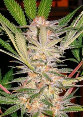 S.A.D. Fast Version - feminizovaná semena 3 ks Sweet Seeds