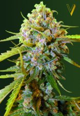 Victory Seeds Biggest Bud feminisierte Samen