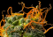Orange Bud – Hybrid Strain with a Citrus Aroma