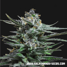 Kalashnikov Seeds Blue Acid Auto samonakvétací semena